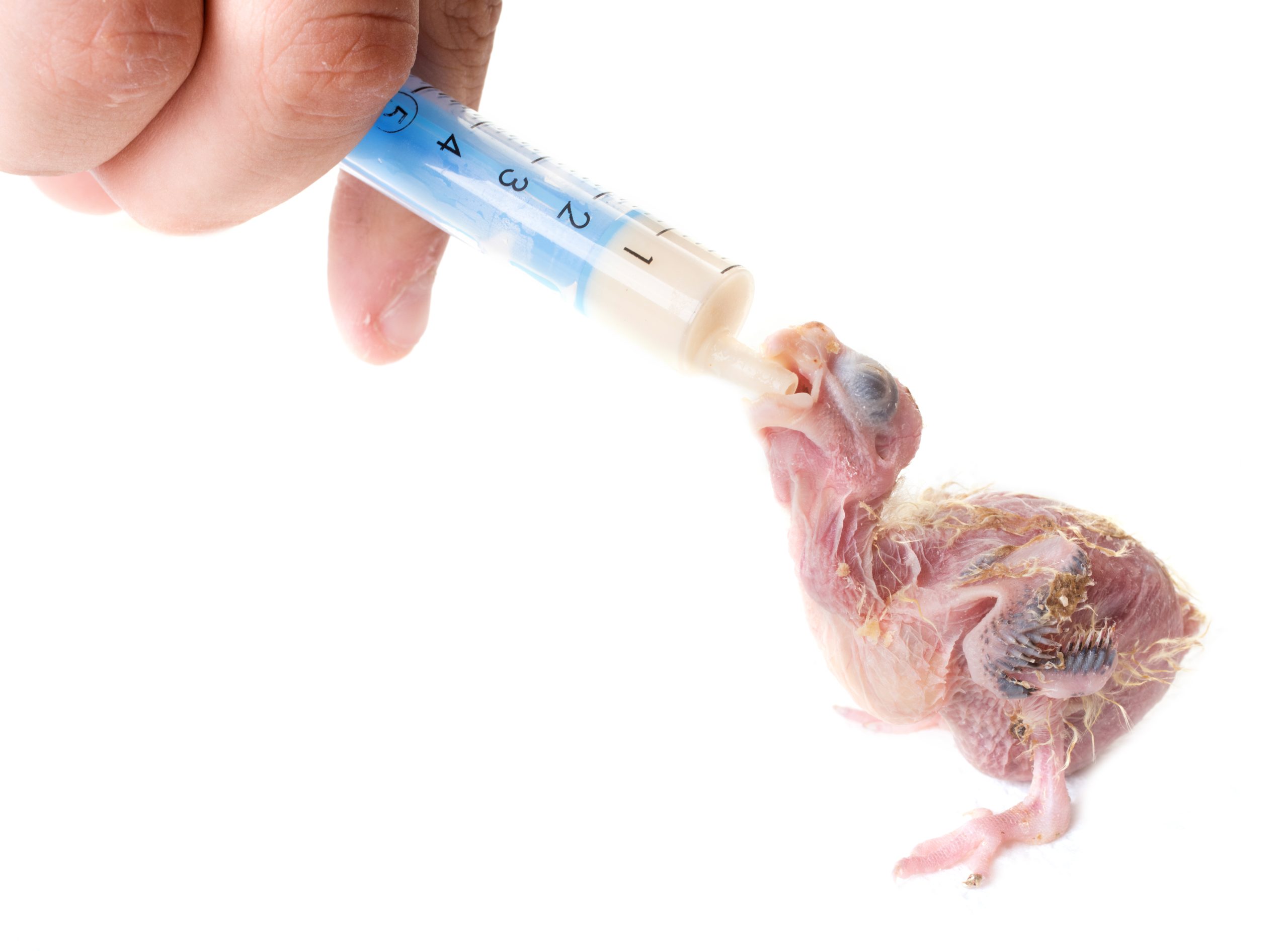 feeding a baby parrot in front of white background